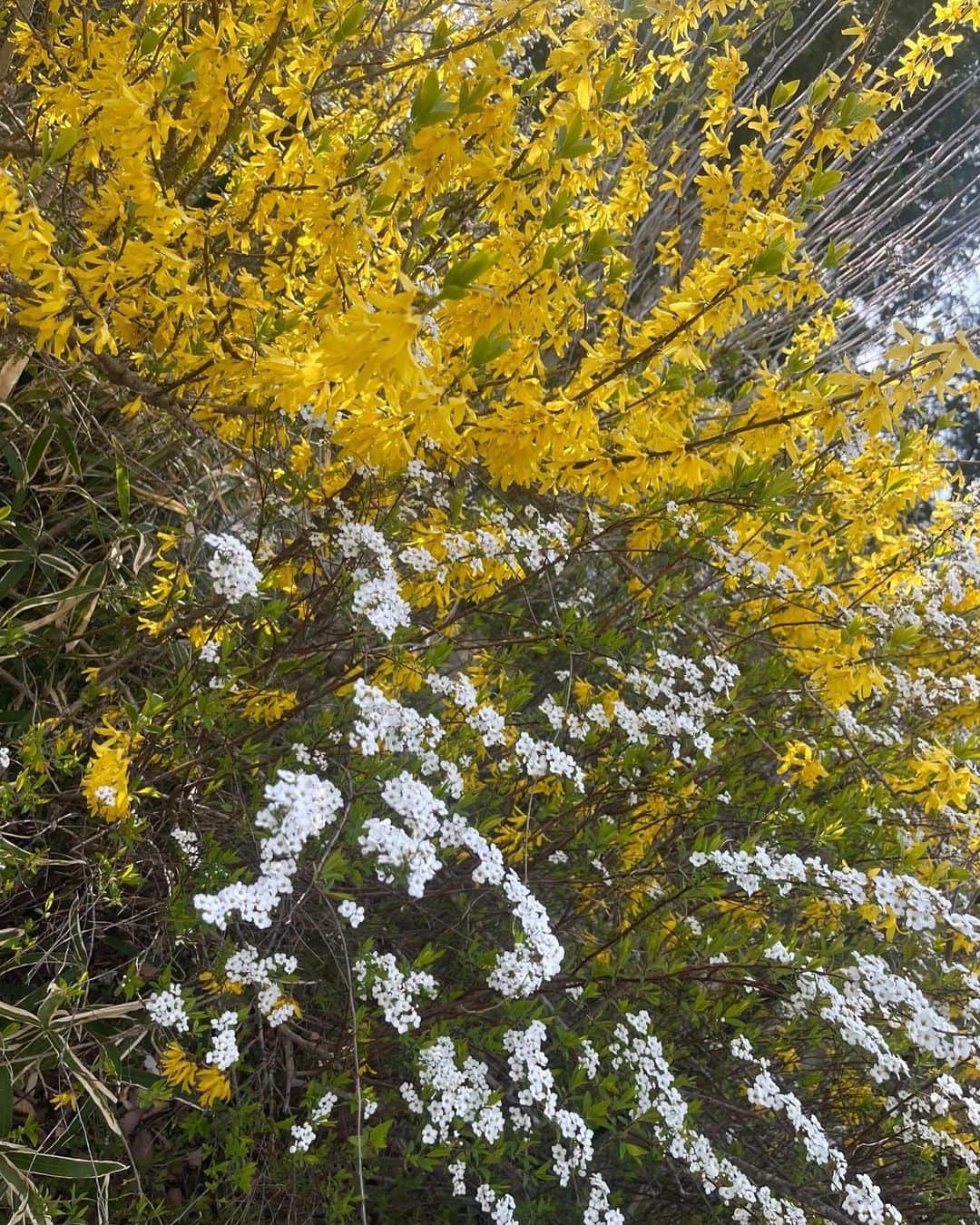 工藤静香さんのインスタグラム写真 - (工藤静香Instagram)「ある日のミツバツツジと花々。 息を呑むほど美しかったので、皆さまにも是非✨」4月19日 23時05分 - kudo_shizuka