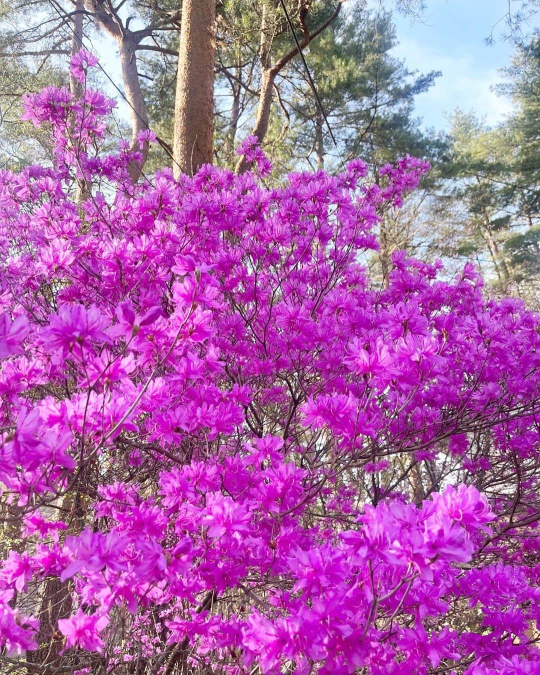 工藤静香さんのインスタグラム写真 - (工藤静香Instagram)「ある日のミツバツツジと花々。 息を呑むほど美しかったので、皆さまにも是非✨」4月19日 23時05分 - kudo_shizuka