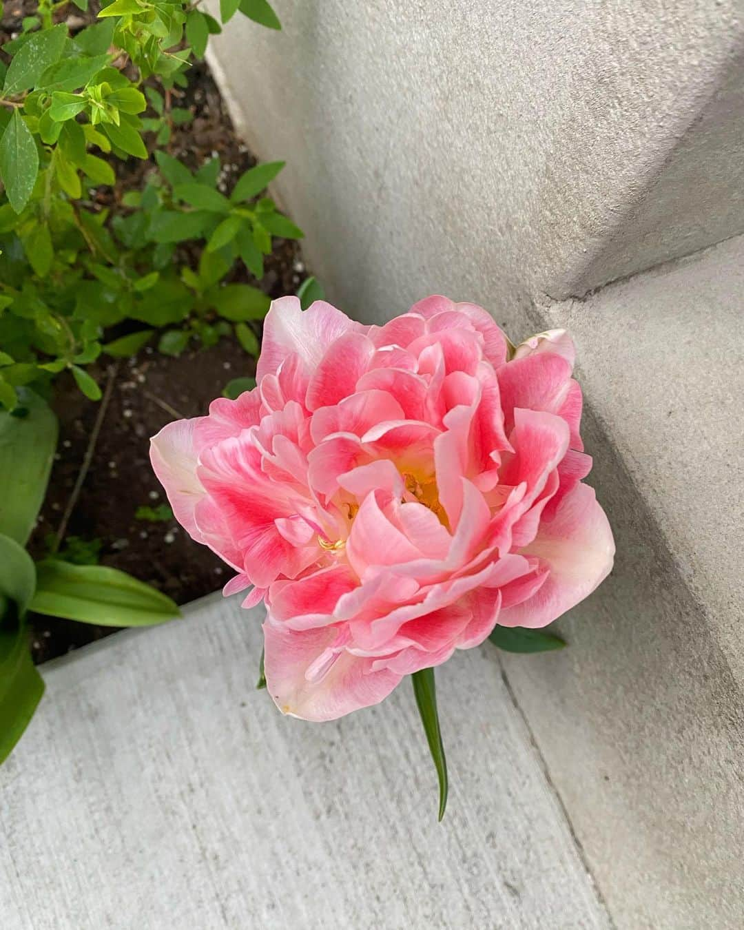 蒲生麻由さんのインスタグラム写真 - (蒲生麻由Instagram)「🌷🌷🌷 今年、いろんな種類のチューリップの 球根を植えてみましたが、 1番のお気に入りが、八重咲きタイプのコレ🌸 華やかなチューリップ🌷  #チューリップ  #お気に入りチューリップ  #八重咲きチューリップ  #見てるだけでるんるん  #春の花」4月19日 23時00分 - mayugamo_lamana