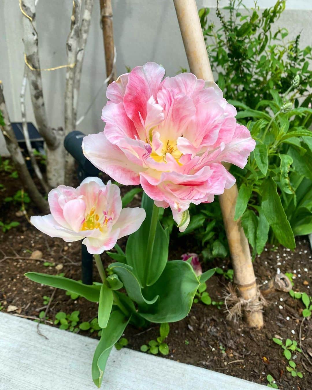 蒲生麻由のインスタグラム：「🌷🌷🌷 今年、いろんな種類のチューリップの 球根を植えてみましたが、 1番のお気に入りが、八重咲きタイプのコレ🌸 華やかなチューリップ🌷  #チューリップ  #お気に入りチューリップ  #八重咲きチューリップ  #見てるだけでるんるん  #春の花」