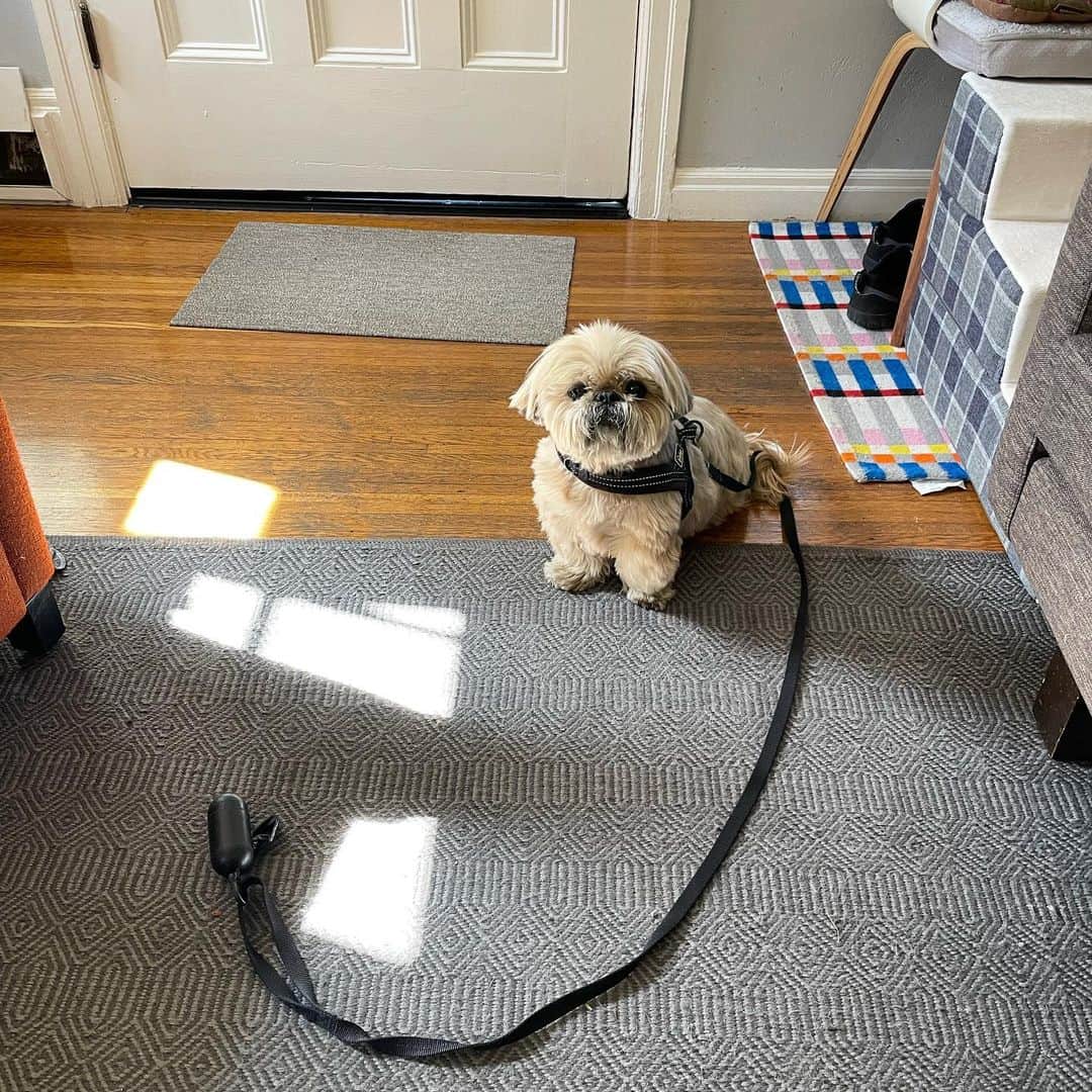 Dougie the Shih Tzuのインスタグラム：「Ready already.」