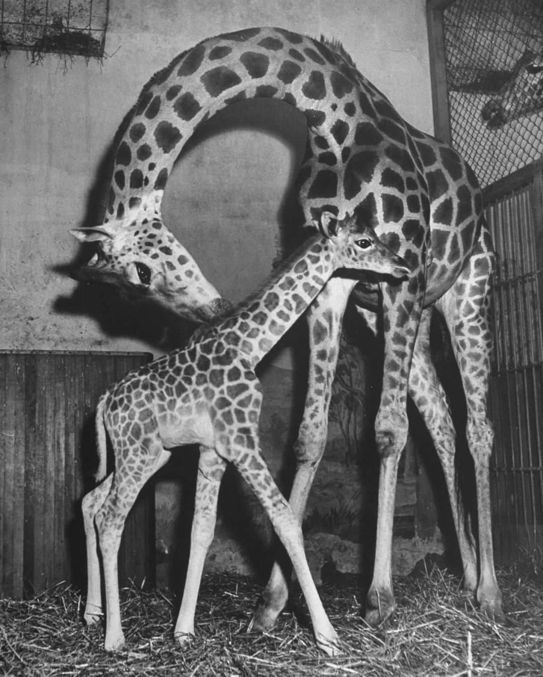 lifeのインスタグラム：「A mother giraffe caring for her newborn baby calf.   (📷 George Skadding, 1945/LIFE Picture Collection)  #LIFEMagazine #LIFEArchive #wildLIFEwednesday #GeorgeSkadding #1940s #Giraffe」