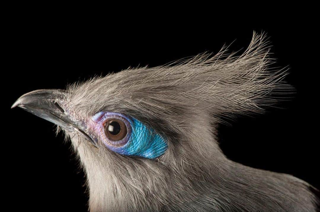 Joel Sartoreさんのインスタグラム写真 - (Joel SartoreInstagram)「This stunning bird is a crested coua. A member of the cuckoo family, it is found only along the coastal regions of the island of Madagascar. While this bird is capable of flight, it is not a strong flier and will usually opt to travel by hopping from branch to branch. For others, this form of navigation may seem slow, but the coua is actually quite quick and agile thanks to its long tail providing balance, and a reversible toe making it easy to grasp onto branches as it moves throughout the canopy. Photo taken @theomahazoo.   #coua #crested #cuckoo #bird #animal #wildlife #photography #animalphotography #wildlifephotography #studioportrait #PhotoArk @insidenatgeo」4月19日 23時26分 - joelsartore