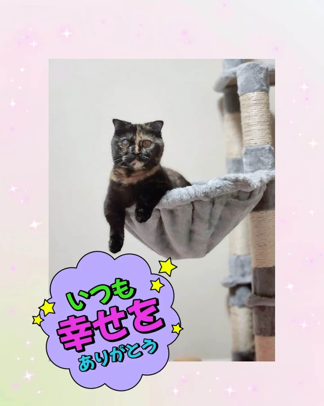 あやみ旬果さんのインスタグラム写真 - (あやみ旬果Instagram)「今日もお疲れ様でした🐈️✨ 周りにキャットタワー多くね？とよく言われるけど…なんかもうそれはインテリア感覚ですね笑  #猫のいる幸せ #里親 #猫のいる生活 #猫部屋 #キャットタワー」4月19日 23時33分 - ayami_syunnka0815