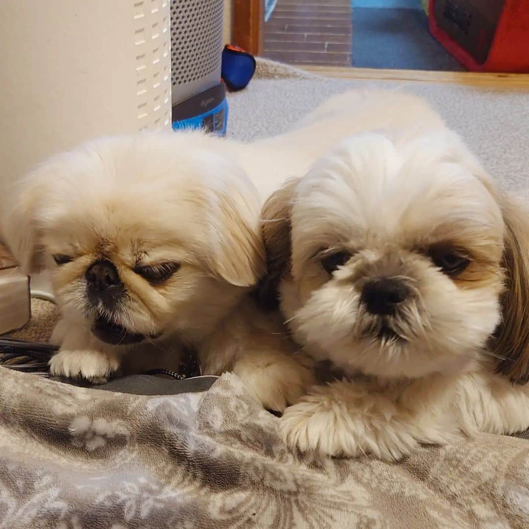 Kukkaのインスタグラム：「もさもさ #ペキニーズ #シーズー」
