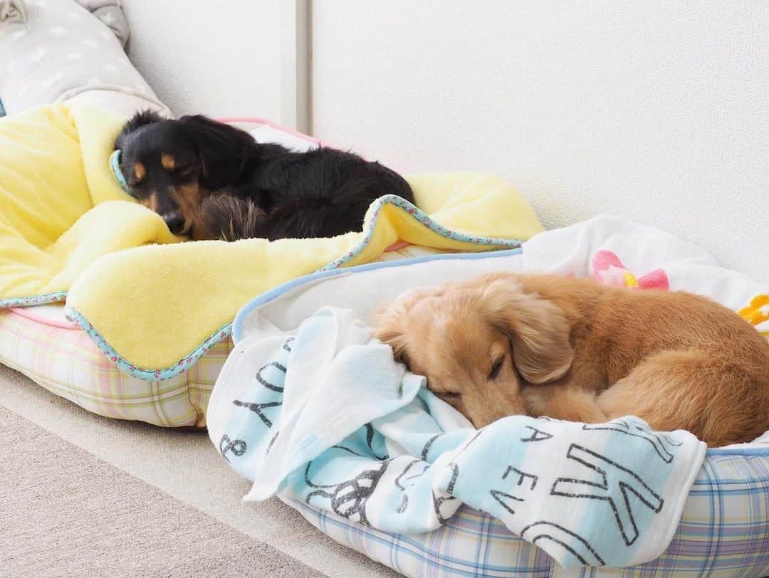 Sora Momoさんのインスタグラム写真 - (Sora MomoInstagram)「お昼寝そらともも🐶🐾🐶 ☺︎ シンクロしてるとうれしくなっちゃう💗 ☺︎ #お昼寝#並んで#シンクロ#それだけで嬉しい #可愛いちゃん達#仲良し#そらともも #ダックス#ミニチュアダックス #dachshund #miniaturedachshund」4月19日 23時34分 - teratera_sorapu_