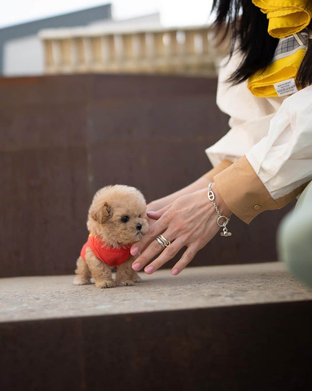 Rolly Pups INCさんのインスタグラム写真 - (Rolly Pups INCInstagram)「Remember the happy girl from the last story video? Meet JOJO the female poodle. 💕💕」4月19日 23時36分 - kpups.official