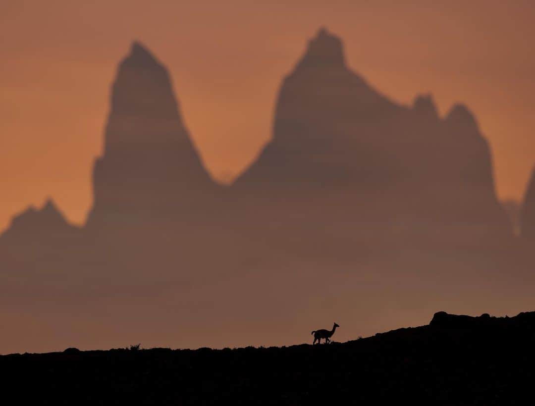 Keith Ladzinskiのインスタグラム：「A silhouetted #guanaco, breaking the ridge-line and bringing scale to the grandeur of Torres Del Paine, Chile.」