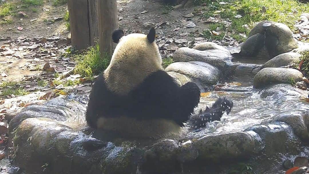 のインスタグラム：「Hey, private bathroom, no visitors. Oh, are you offering back rubbing service? Come over! (Dou Ban & Chao Tianjiao) 🛀 🐼 🐼 🐼 #Panda #iPanda #Cute #HiPanda #CCRCGP  For more panda information, please check out: http://en.ipanda.com」