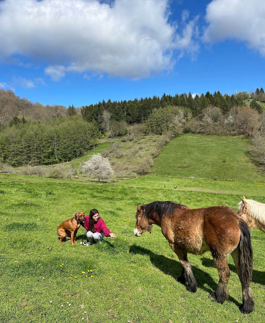 ミケル・メリノのインスタグラム：「🤎🌲🐶」