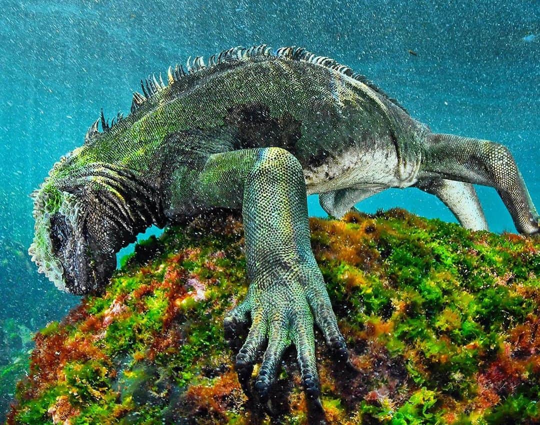 Thomas Peschakさんのインスタグラム写真 - (Thomas PeschakInstagram)「Charles Darwin had a certain degree of contempt for Galapagos marine iguanas. He called them ‘Imps of Darkness’ and subjected them to experiments that included repeatedly throwing them back into ocean to find out how long they could withstand the icy cold waters. This experiment of course sounds utterly outlandish by today’s standards, but bear in mind that in Darwin’s time children still worked in factories, women could not vote, surgery was carried out without anesthetic and your barber was also your dentist! I personally am positively obsessed with these unique marine reptiles. On assignment for @natgeo in the Galapagos, I shot more than 20,000 photographs of Darwin’s Imps and I wouldn’t hesitate for a second to go back and shoot 20,000 more. #islandlife #godzilla #darwin #iguana」4月20日 1時07分 - thomaspeschak