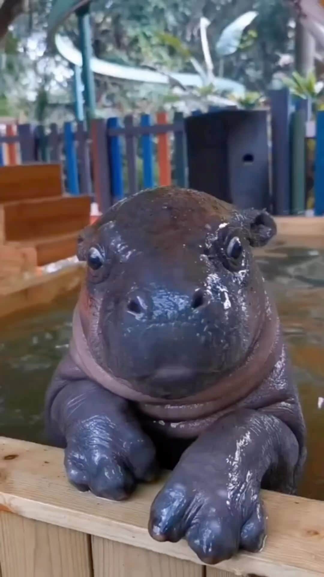 Baby Animalsのインスタグラム
