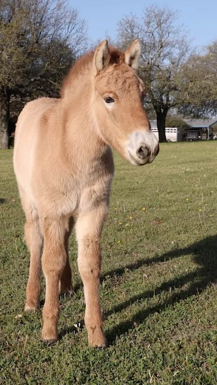 San Diego Zooのインスタグラム：「The future is now. We’re excited to announce the recent birth of the world’s second successfully cloned Przewalski’s horse. This birth offers further hope to bringing genetic diversity back to this endangered species 🐴  The foal, born February 17th to a domestic surrogate mare, is a clone of a male Przewalski’s horse whose DNA was cryopreserved 40 years ago at the San Diego Zoo Wildlife Alliance Biodiversity Bank’s Frozen Zoo. He is the genetic twin of the world’s first cloned Przewalski’s horse, Kurt, who was born in August 2020 from the same stallion’s living cell line.  This breakthrough for conservation is the result of collaborative partnerships with @revive_restore_biodiversity, @viagenpetsandequine and San Diego Zoo Wildlife Alliance. Until this recent birth, cloning had only successfully produced a single individual of any endangered species, making this a remarkable step forward for saving at-risk wildlife around the world.   This spunky little guy will be moved from his birthplace in Texas to the Safari Park later this year as part of SDZWA’s ongoing efforts to conserve the endangered Przewalski’s horse.  #przewalskishorse #savingspecies #collaborativeconservation #sdza」