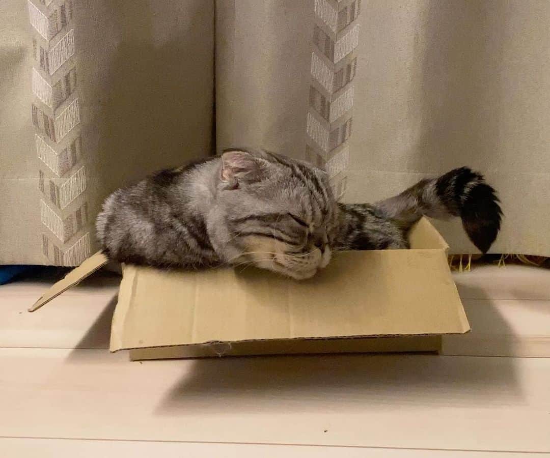 Shishi-maruのインスタグラム：「Have a good box night:) 今夜も箱猫」