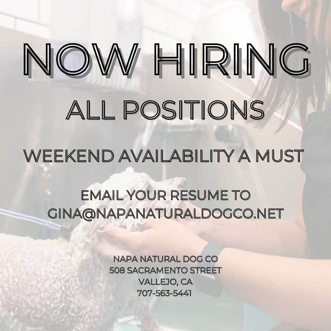 Dogs by Ginaのインスタグラム：「Come join a fun team that works together, in a safe environment, to create some of the cutest grooms you’ve seen!   Now hiring for all positions, including bathing and reception.   Send your resume over today!」