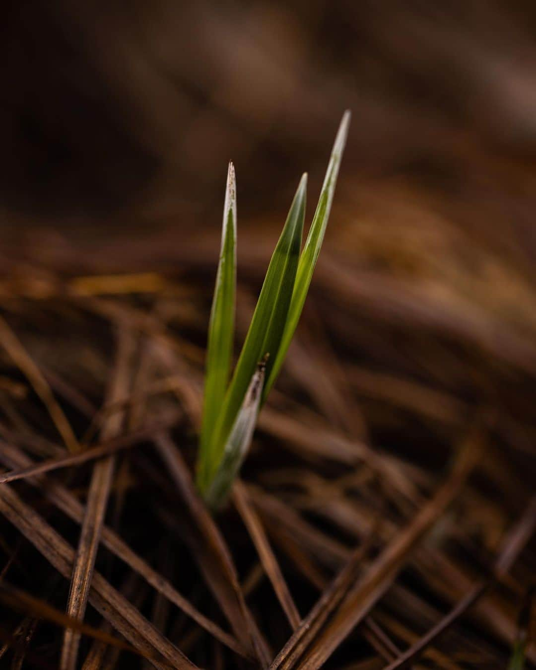 アンジー・ペインさんのインスタグラム写真 - (アンジー・ペインInstagram)「More spring things. Some old, some new, all close to home.  • • • #macro #macrophotography #nature #naturephotography」4月20日 2時35分 - angelajpayne