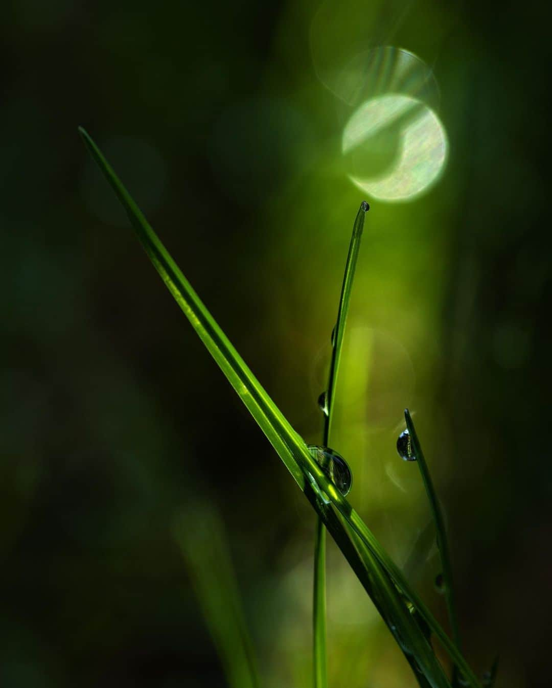 アンジー・ペインさんのインスタグラム写真 - (アンジー・ペインInstagram)「More spring things. Some old, some new, all close to home.  • • • #macro #macrophotography #nature #naturephotography」4月20日 2時35分 - angelajpayne