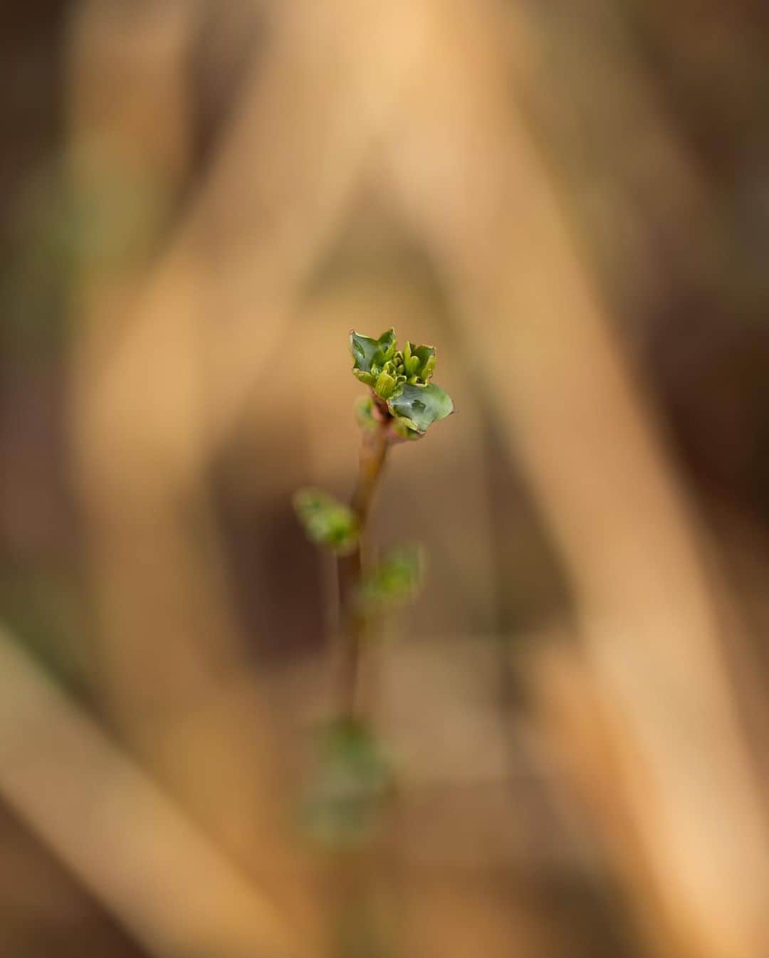 アンジー・ペインさんのインスタグラム写真 - (アンジー・ペインInstagram)「More spring things. Some old, some new, all close to home.  • • • #macro #macrophotography #nature #naturephotography」4月20日 2時35分 - angelajpayne