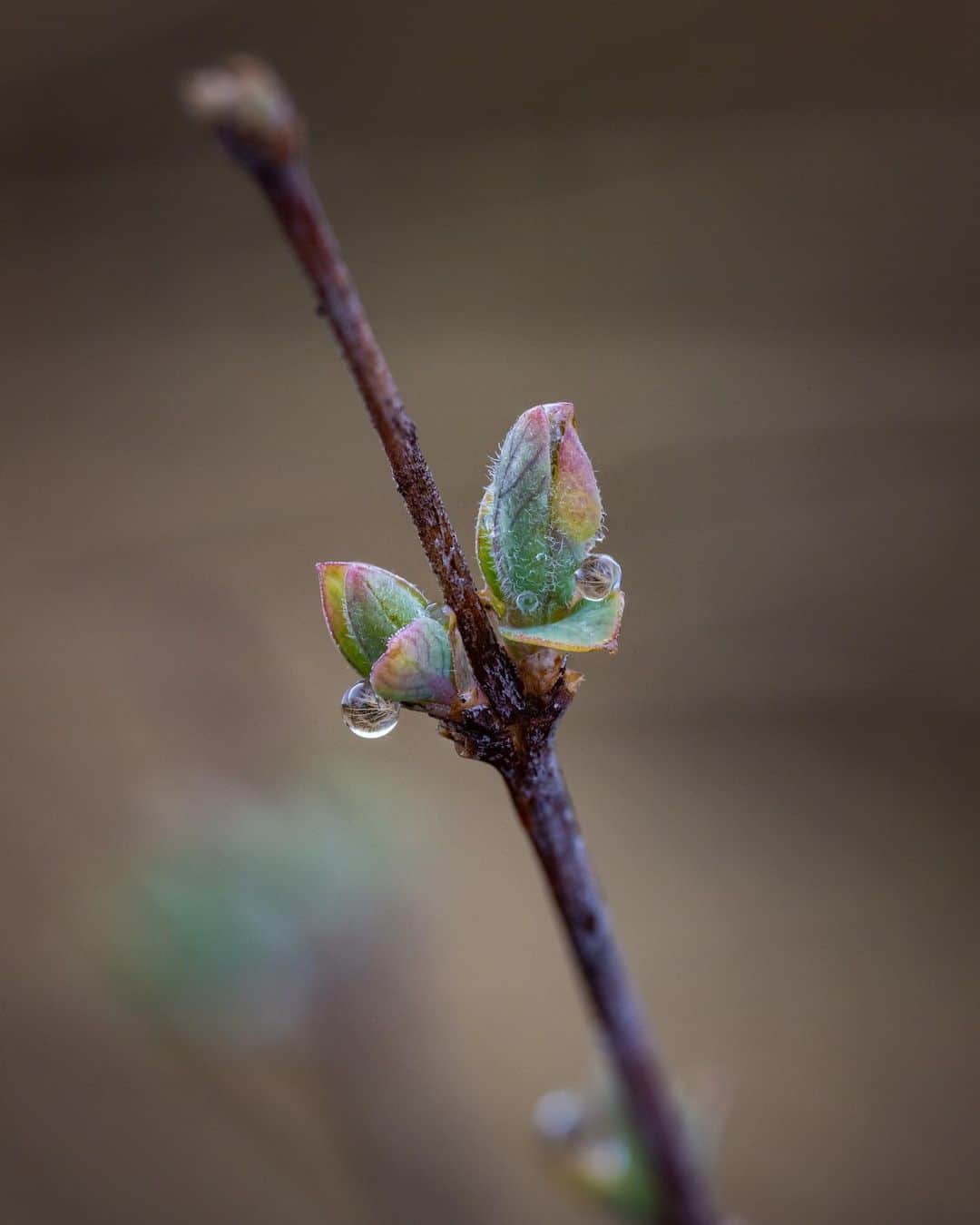 アンジー・ペインさんのインスタグラム写真 - (アンジー・ペインInstagram)「More spring things. Some old, some new, all close to home.  • • • #macro #macrophotography #nature #naturephotography」4月20日 2時35分 - angelajpayne