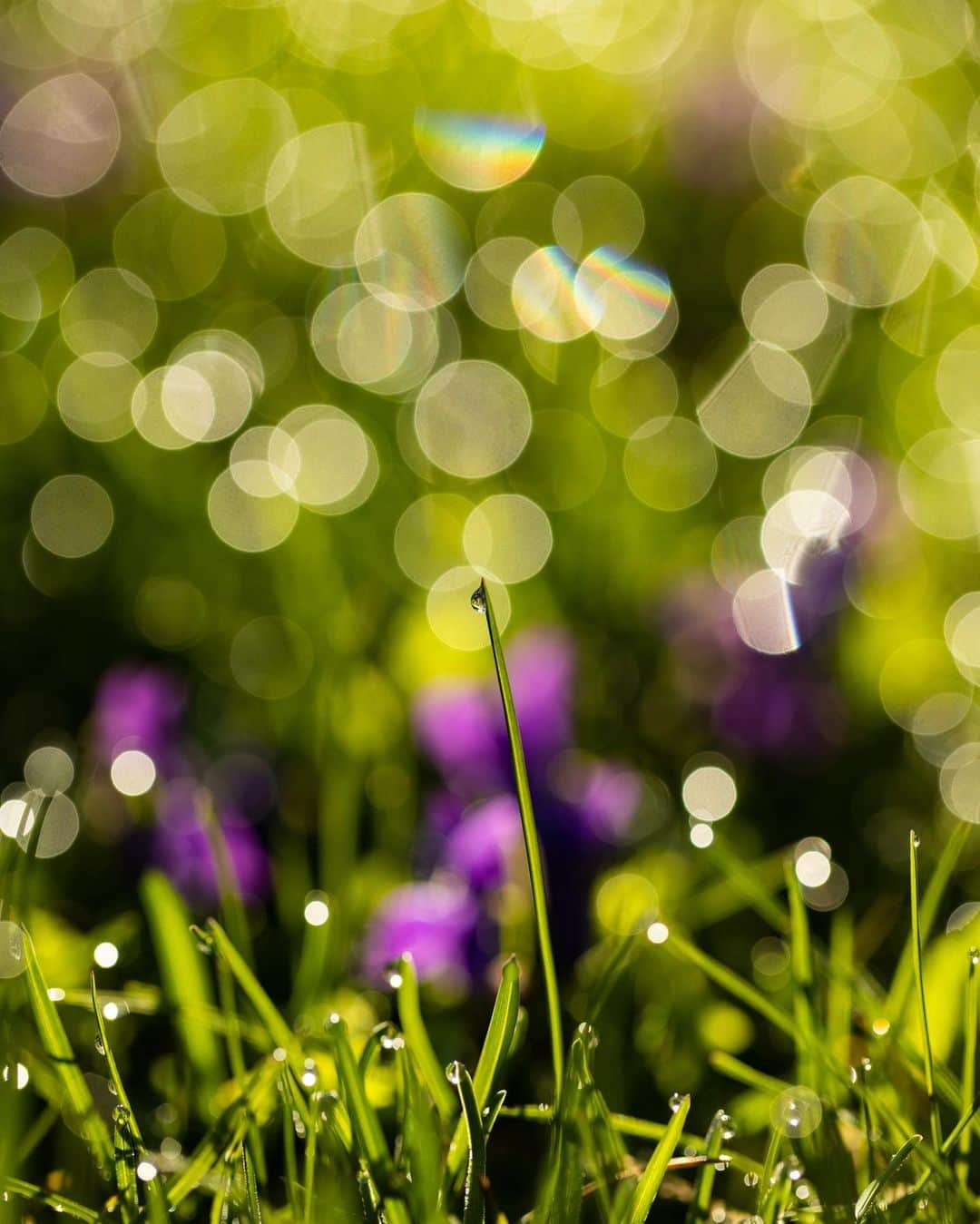 アンジー・ペインさんのインスタグラム写真 - (アンジー・ペインInstagram)「More spring things. Some old, some new, all close to home.  • • • #macro #macrophotography #nature #naturephotography」4月20日 2時35分 - angelajpayne