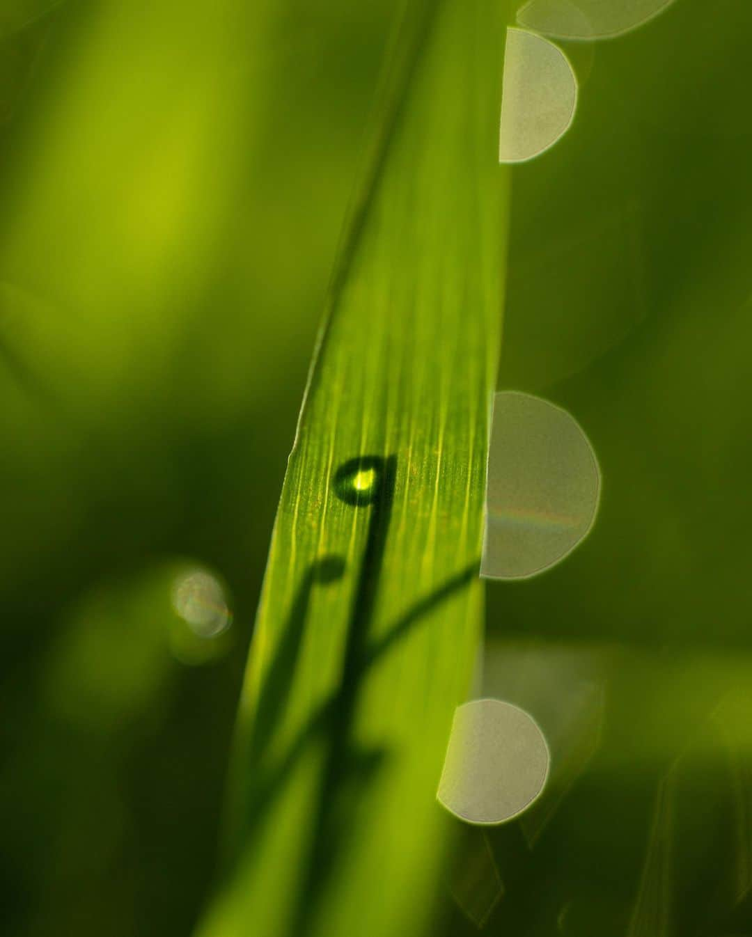 アンジー・ペインさんのインスタグラム写真 - (アンジー・ペインInstagram)「More spring things. Some old, some new, all close to home.  • • • #macro #macrophotography #nature #naturephotography」4月20日 2時35分 - angelajpayne