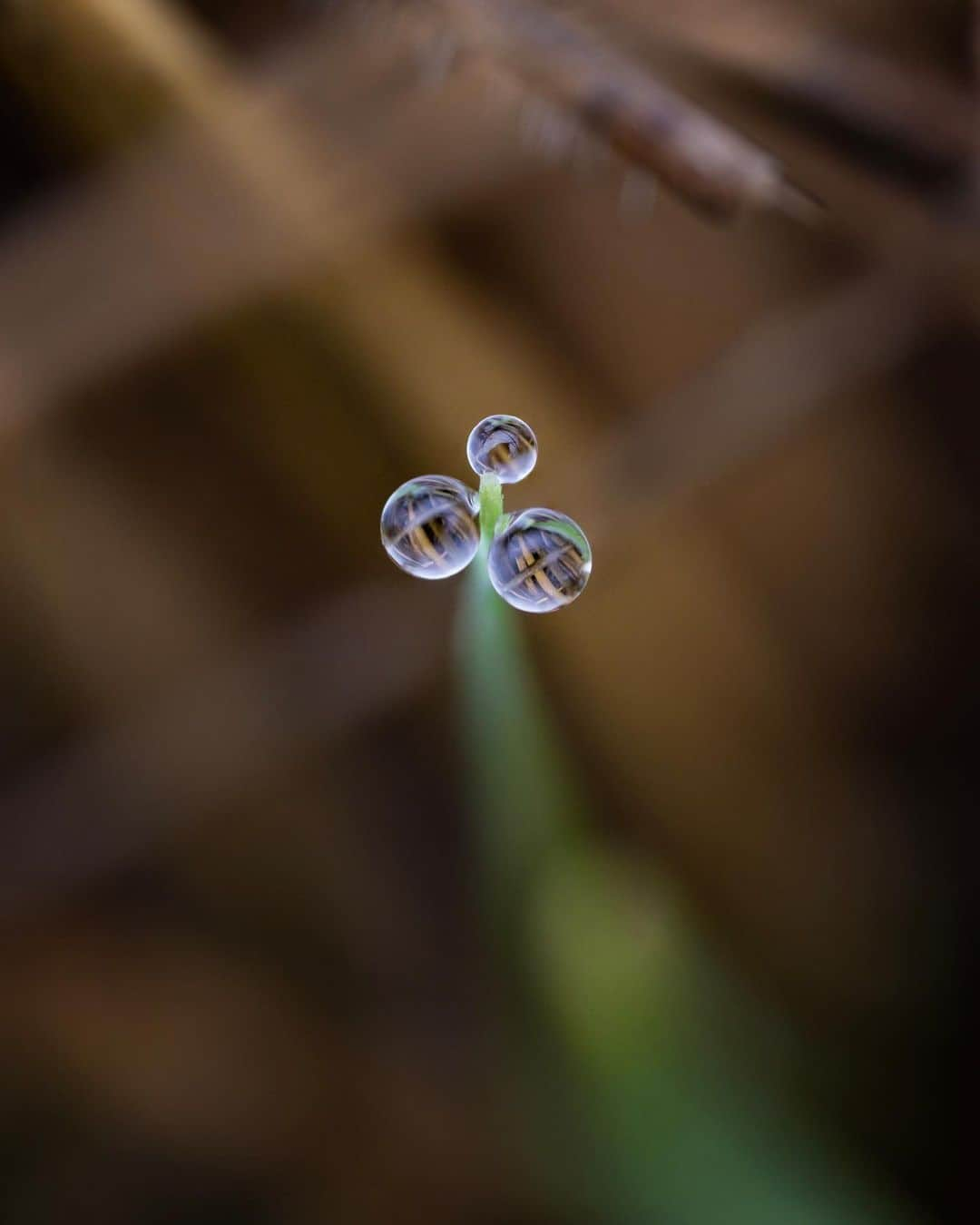 アンジー・ペインさんのインスタグラム写真 - (アンジー・ペインInstagram)「More spring things. Some old, some new, all close to home.  • • • #macro #macrophotography #nature #naturephotography」4月20日 2時35分 - angelajpayne