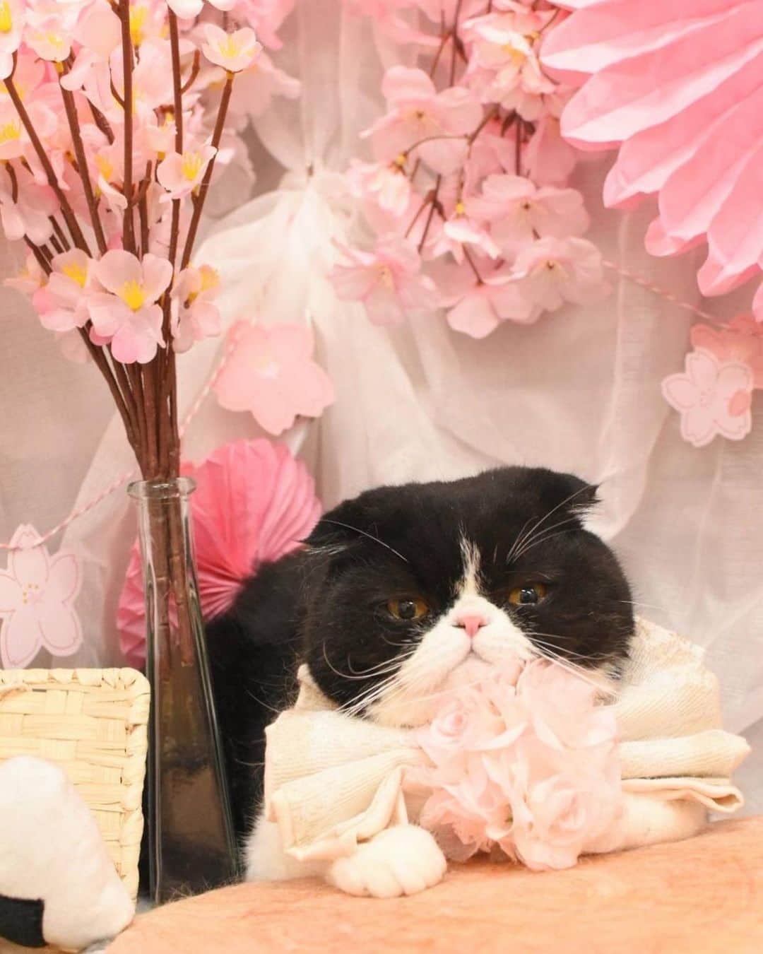 池田真一さんのインスタグラム写真 - (池田真一Instagram)「我が家の猫ちゃんズ 美容院完了！ べいべぇ チャコべぇ 八べぇ」4月20日 3時32分 - wartdebu