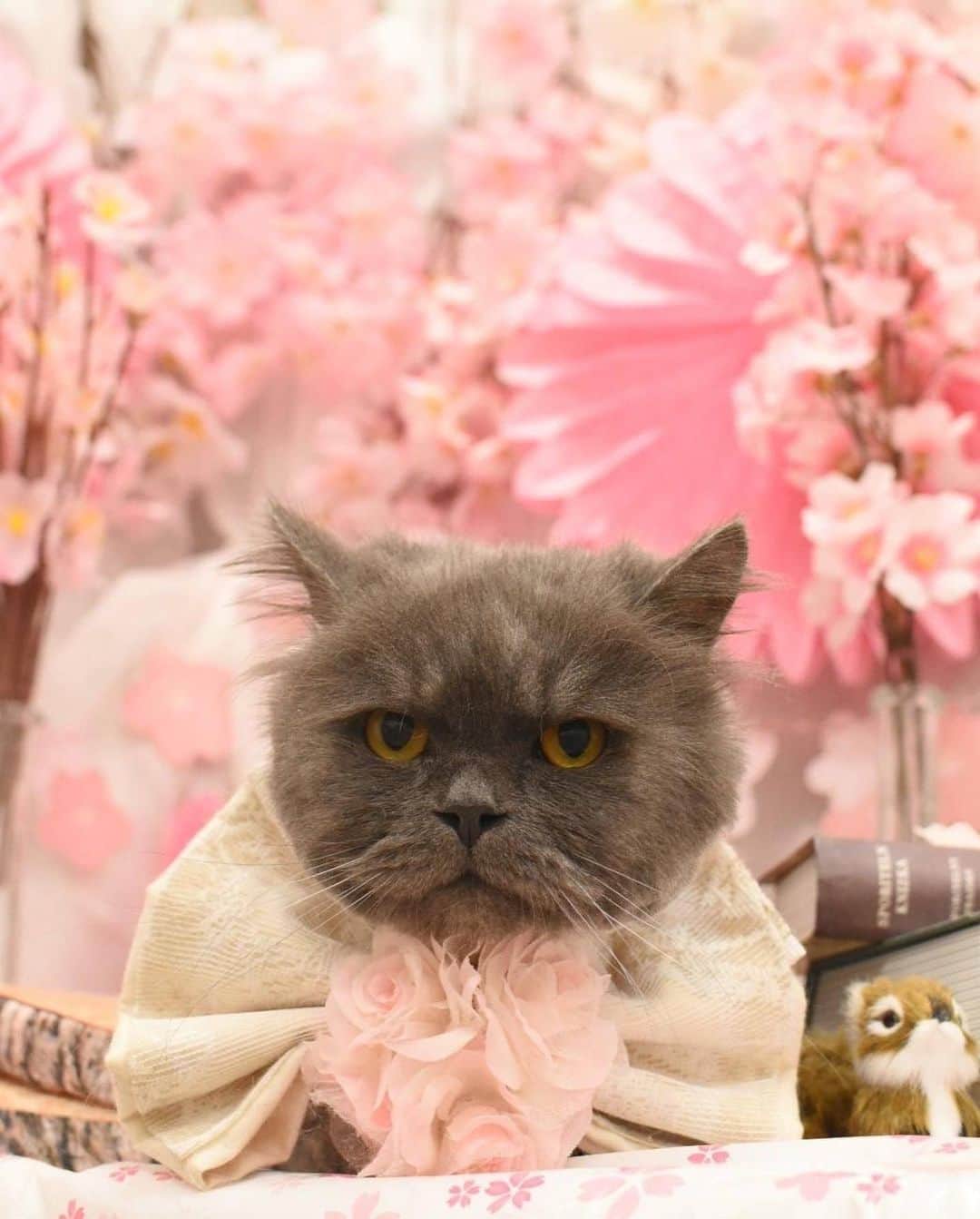 池田真一さんのインスタグラム写真 - (池田真一Instagram)「我が家の猫ちゃんズ 美容院完了！ べいべぇ チャコべぇ 八べぇ」4月20日 3時32分 - wartdebu