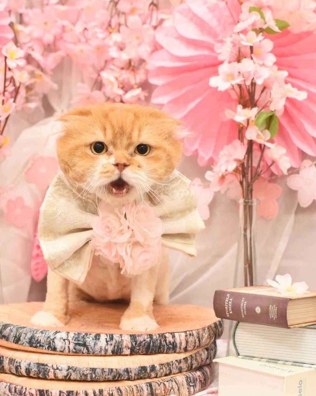 池田真一さんのインスタグラム写真 - (池田真一Instagram)「我が家の猫ちゃんズ 美容院完了！ べいべぇ チャコべぇ 八べぇ」4月20日 3時32分 - wartdebu