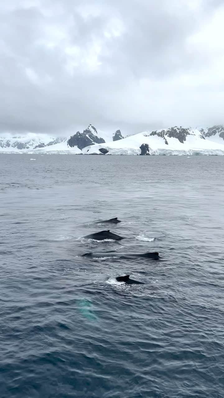 Tim Lamanのインスタグラム：「I wanted to share another video from our recent Antarctica voyage:  This one by @RussLaman.  We had this encounter with Humpback Whales along the Antarctic Peninsula.  A group of at least four whales surface right next to our ship, and stayed there for many minutes, making “trumpeting” calls (sound on!) as they exhaled.  It was an unbelievable experience to be so close to these massive creatures, and good to see so many of them in Antarctic waters.  Humpback Whales are a conservation success story in Antarctic, where since the end of commercial whaling, their numbers have increased dramatically.  Follow us to see more @RussLaman and @TimLaman! #whale #humpbackwhale #antarctica @natgeoexpetidions」