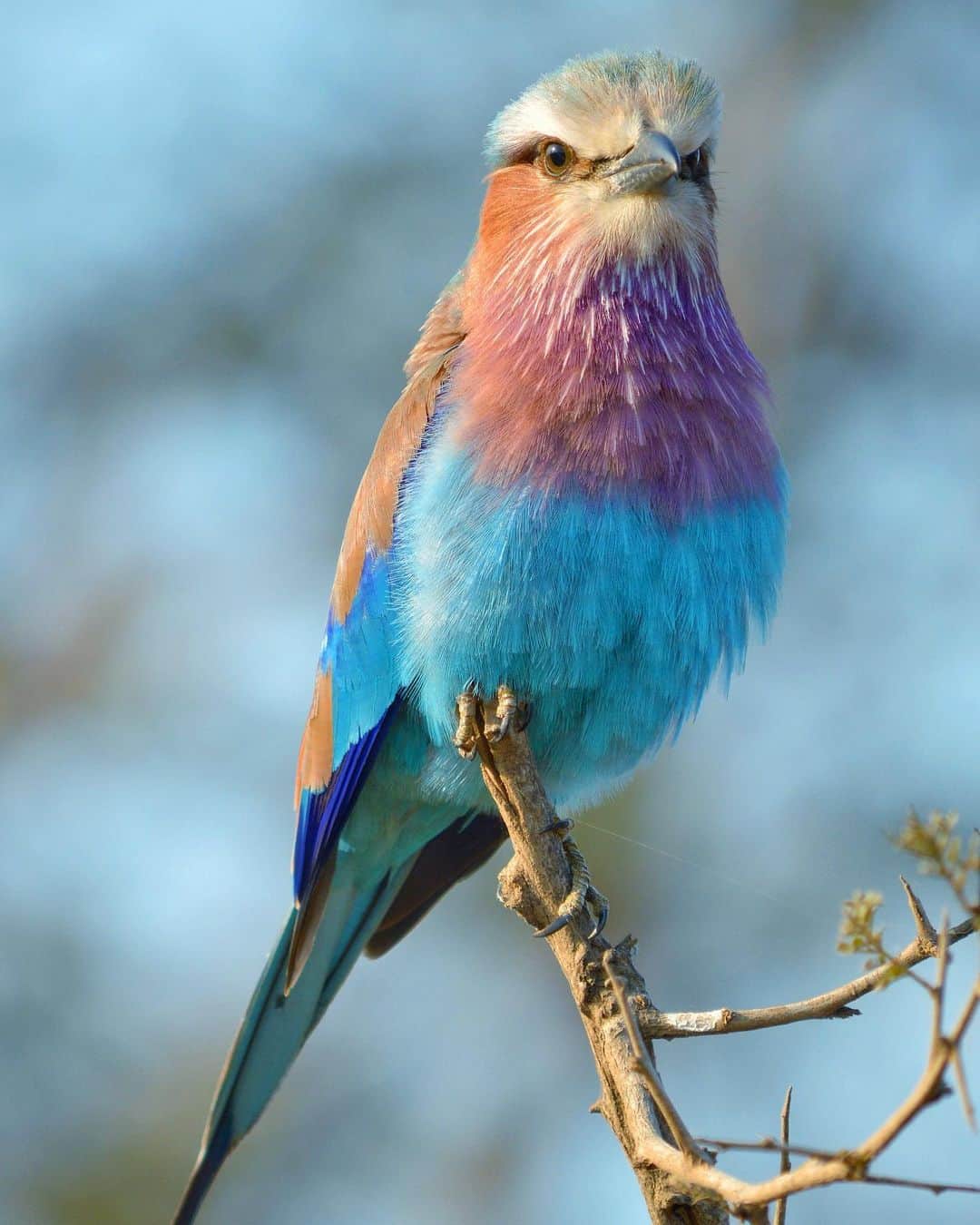 アメリカ自然史博物館のインスタグラム：「The Lilac Breasted Roller (Coracias caudatus) is always dressed for spring. This vibrant bird, which can be found throughout parts of southeastern Africa, is a monogamous species that mates for life. It’s known for its acrobatic antics, especially during mating season: This bird’s elaborate courtship rituals include swooping, diving, and rolling through the air. In fact, Lilac Breasted Rollers are so at home in the sky that they also breed in flight!   Want to spot hundreds of beautiful birds? Join us at the Museum for EarthFest! Experience a full day of family-friendly activities, performances, and lectures showcasing efforts devoted to conserving Earth. Use “birdoculars” to make discoveries in our dioramas, hear from Museum scientists, and more. For details, see the link in our bio!   Photo: Karin Lewis (Bookatz), CC BY-NC-ND 2.0, flickr  #birds #birdsofinstagram #birdwatching #wildlife #amazingnature #naturegram #animalkingdom」