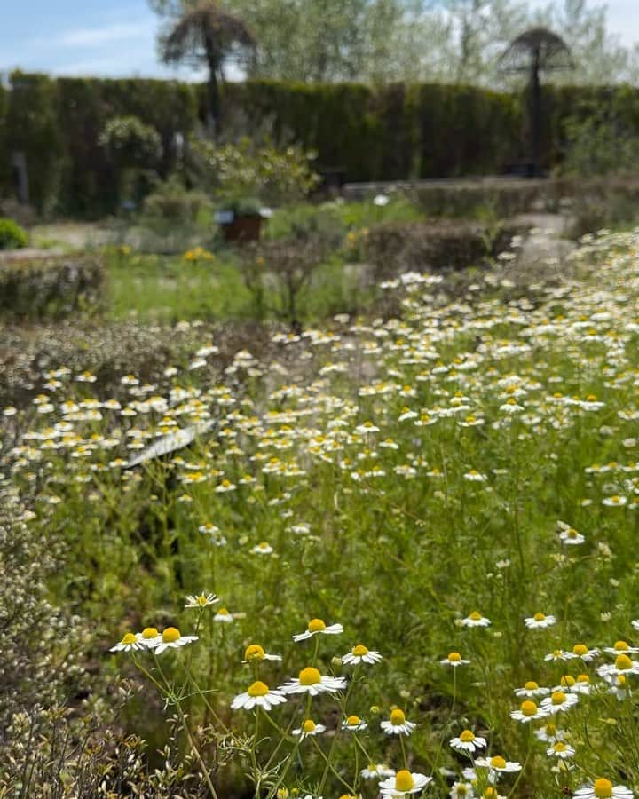 生活の木 メディカルハーブガーデン薬香草園【公式】のインスタグラム