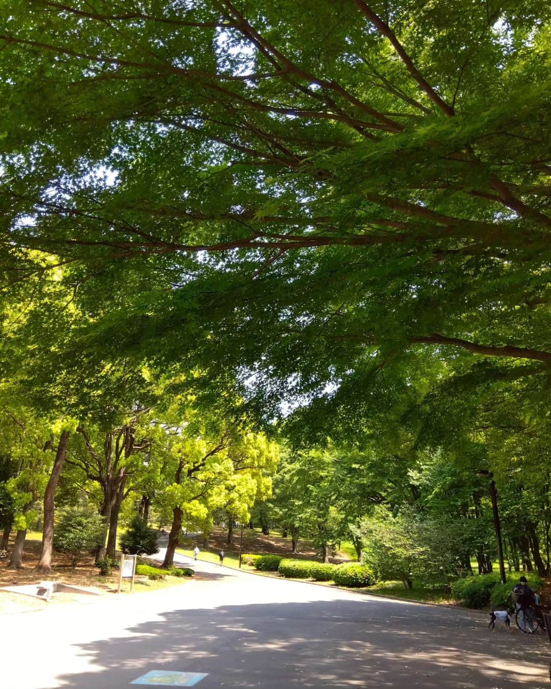 梅田陽子さんのインスタグラム写真 - (梅田陽子Instagram)「式典系のお仕事。 衣装も声も落ちついた感じで。  今年もご依頼ありがとうございます。  今日は暖かくて、いやいや暑くて^^;  冷えたビールやワインが 飲みたくなる季節かな。 それも楽しみにしつつ がんばるぞー  代々木公園の緑が美しすぎて。 昔、撮影できたことあったけれど、 こんな素敵なところだったとは！ プライベートでのんびり行きたい😀  日食あったり エネルギーが凄いー ぐわんぐわんきます😀  #MC #アナウンサー #キャスター #司会 #空気を読む #梅田陽子 #仕事」4月20日 16時32分 - yokoumeda