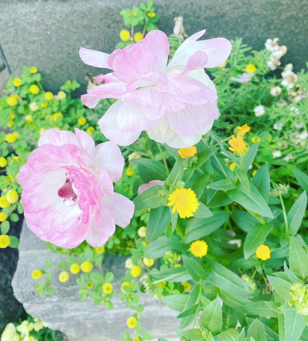 ほしのあすかのインスタグラム：「🌸🌼🌷🌹💐🎁」