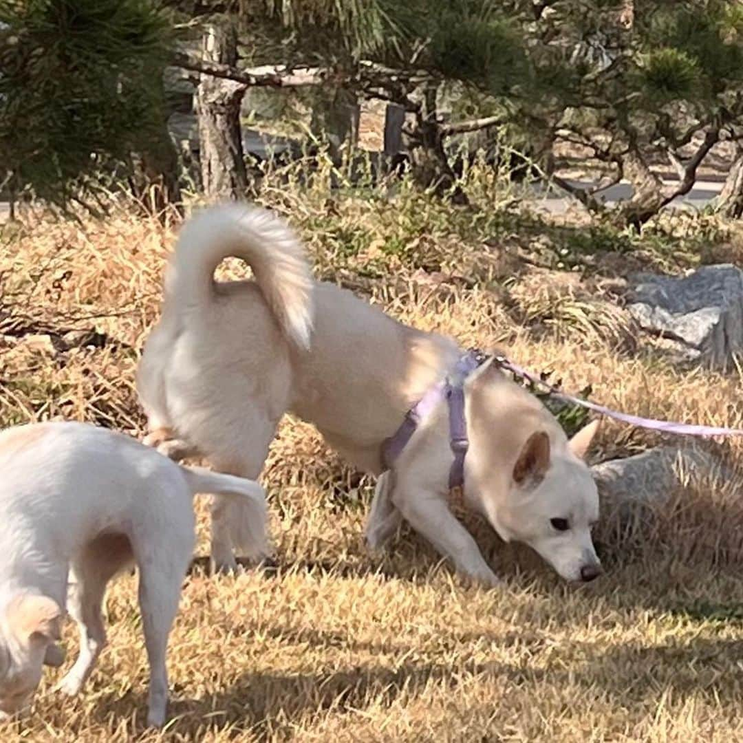 スジン さんのインスタグラム写真 - (スジン Instagram)「🆘공유 부탁드립니다🆘(사례금 100만원) 4월 12일 목요일 오후 7시 30분 쯤 의왕시 고천동(의왕시청, 책마루 근처)에서 반려견을 잃어버렸습니다. 진도믹스견/13kg/ 수컷/이름 : 누누 찾으시거나 목격하신 분은 꼭 좀 연락주시면 감사하겠습니다. *사례금 100만원 꼭 드리겠습니다 번호는 010-5005-0871으로 연락부탁드립니다🙏🏻🙏🏻」4月20日 15時24分 - bbang_su