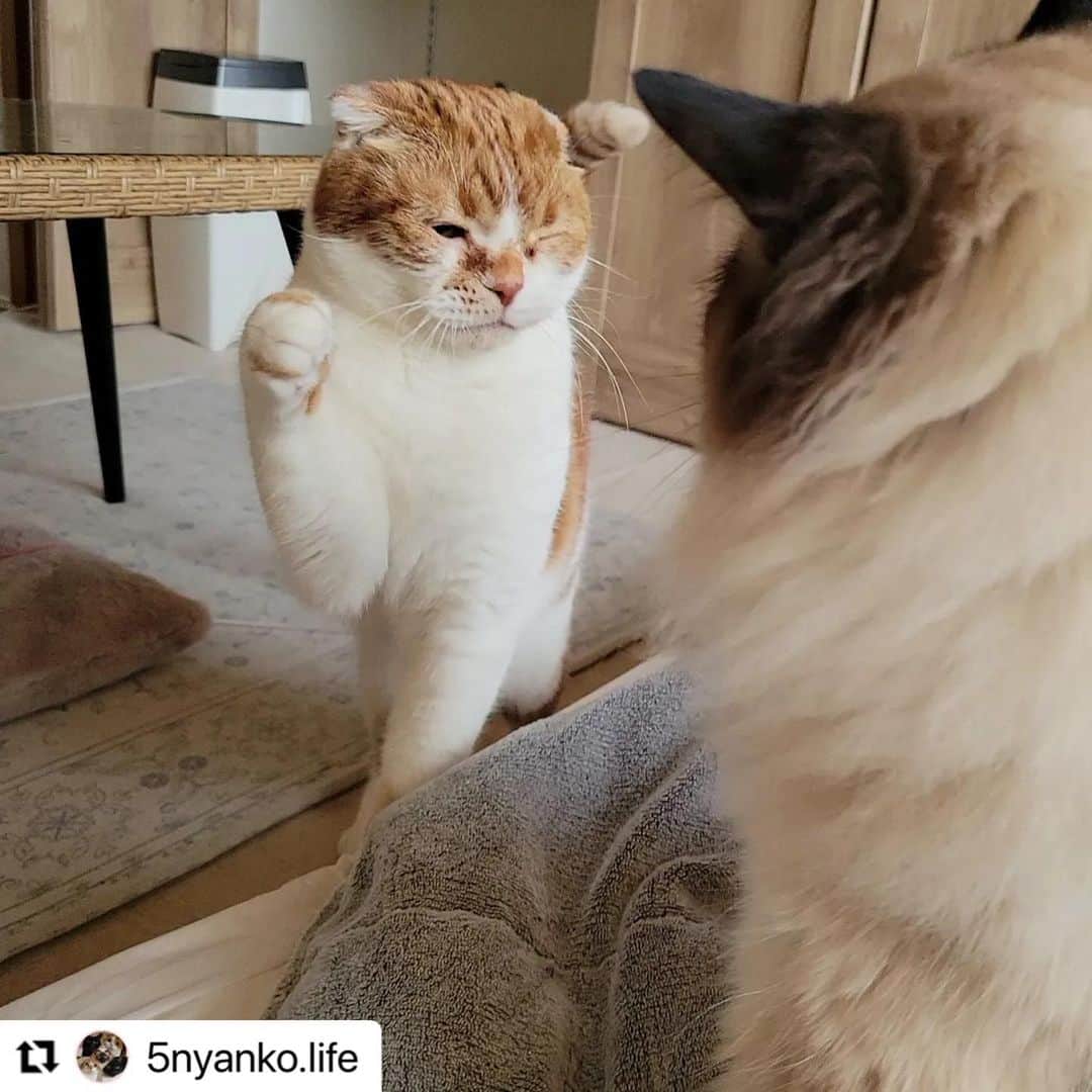 のインスタグラム：「#Repost @5nyanko.life さんのくぅちゃんとアメディオちゃん。  ポカスカ朝活😁  くぅちゃんは ずっと目つぶってぺしぺし🐾  きっと喧嘩するほど仲良し💕  ハッシュタグ #いぬのきもち #ねこのきもち に投稿いただいた可愛い写真をご紹介しています！ 「いぬのきもちWEB　MAGAZINE」、「ねこのきもちWEB MAGAZINE」でもご紹介させていただくことも！  -------------------  .  #ねこ #猫  #ねこすたぐらむ #ねこのきもち #ねこ好き #ねこと暮らす #ねこ好きさんと繋がりたい #猫好きな人と繋がりたい #猫がいる生活 #猫と暮らす#猫好き #cat #catstagram #catsofinstagram #cats_of_instagram  #スコティッシュフォール」