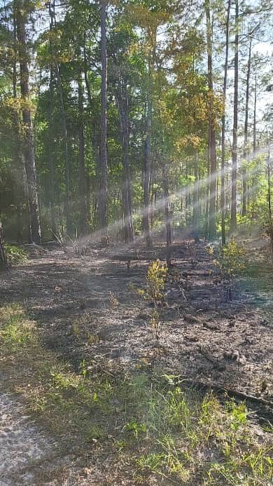 チャド・コールマンのインスタグラム：「#ControlledBurn #Jacksonville #hiking」