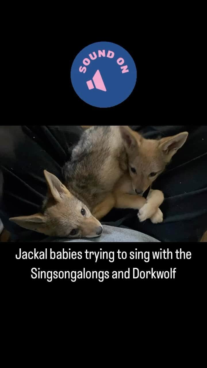 Rylaiのインスタグラム：「The jackal babies are considering if they want to join the chorus and sing along with our other canids.  The babies are doing great and have gained .6 lbs each in the last few days. They are still on the bottle, but are starting to eat some yummy soft food.  Shaka likes green beans and other veggies a bit more than Zuri.  Of course, they both like @rubioscoastalgrill chicken!!  . These babies received their Parvo shot from vet Donna today. They aren’t fully protected, so we are still being super careful with the babies.  We are not allowing interactions at encounters and all our animals decide if and when they would to interact with people. This is their world and we are merely their gatekeepers.  . We are very eager to bring little Nalla into our pack and once her cast is off, we will bring her out. We don’t want to have any additional stress to this little girl.  . Huge news: Shaka has been Sponsored by @coopergrahamphotography - many of you know Cooper as he is one of our excellent photographers. Cooper was present when Mikayla and Ethan @saveafox_rescue brought them to us. He took their welcome home photos!!  . Zuri and Nalla are still available for Sponsorship. Sponsorship can be found on our website…. They also have an Amazon wish list which can be found on our website.  . Thank you to everyone for your support and love of these precious souls!!  . . #bbj #jabcecc #zuri #shaka #nalla #canids #sing #chorus #ngsd #wolf #canidhowl」