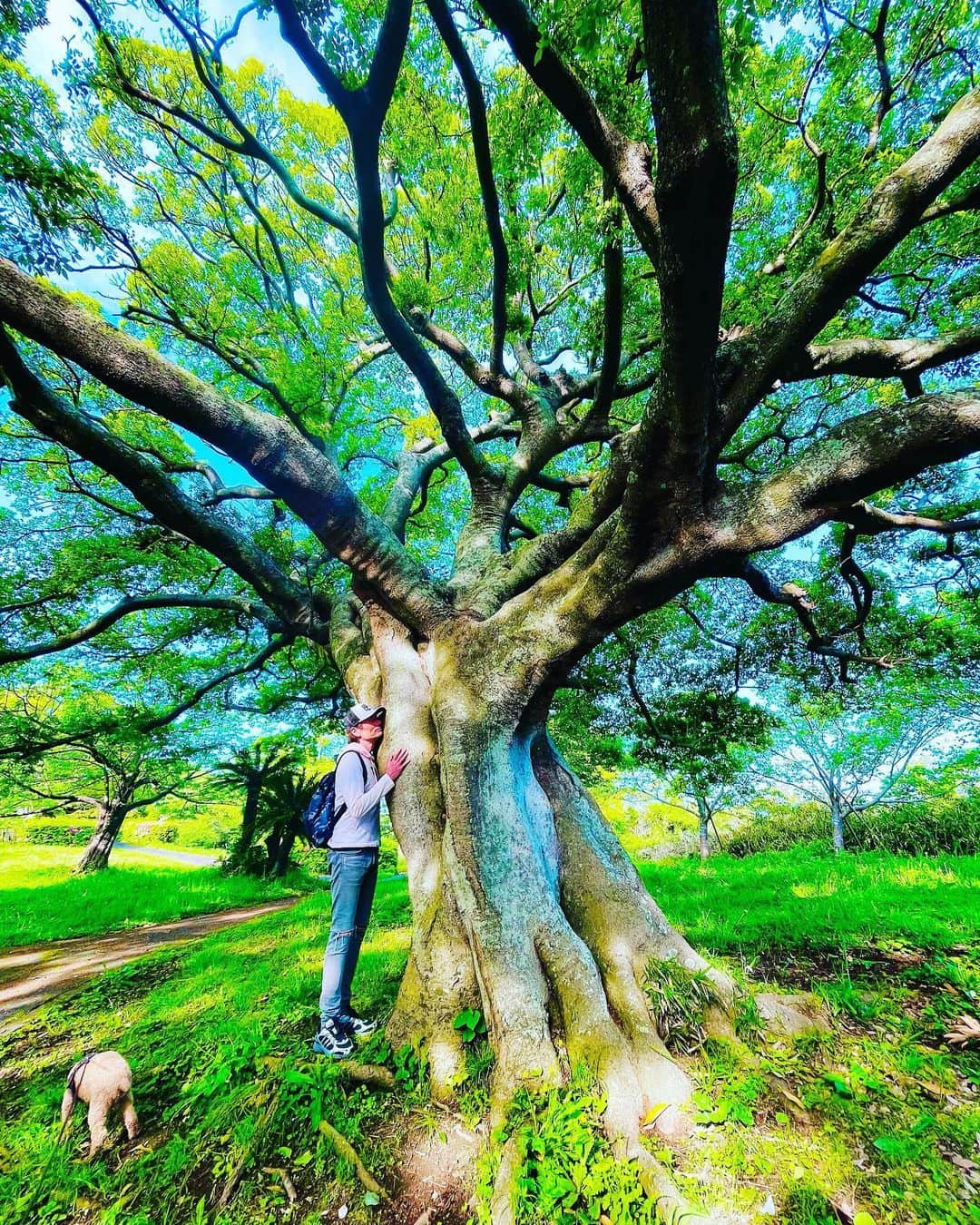 マイケル富岡さんのインスタグラム写真 - (マイケル富岡Instagram)「いつも大好きな大木から…大地から…パワーをいただいています♡何百年もの間 いつも見守ってくれていて感謝なのです♡ モコはお尻で登場… #パワー #パワースポット #エネルギー #大地 #木 #大木 #自然 #緑 #ネイチャー #モコ散歩 #power #energy #nature #love #mylove #moko #actor #actorslife #shooting #healing #マイケル富岡 #タレント #俳優 #芸能登山部 #ヒーリング #癒し」4月20日 8時34分 - michaeltomioka