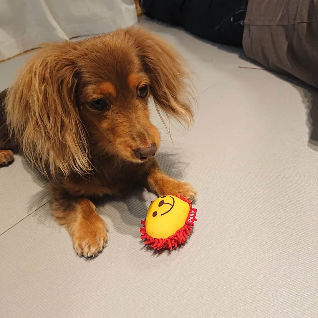 くるみんのインスタグラム：「* だいぶおもちゃに興味を持ち始めたひまりちゃん。 小さめのおもちゃを、あずきとひまりに1つずつ出してみました🐶🐶 ③一緒に遊ぶ場面も😆  快方に向かっていたあずきちゃんですが、その後下痢が続いてしまってます。 環境の変化でストレスを感じさせてしまって申し訳なく思います😢 今日もう一度病院に連れていく予定。 ひまりちゃんも少し耳が汚れているので先生に綺麗にしてもらおう。  #カニンヘンダックスの日常 #カニンヘンダックス大好き #カニンヘンダックスフンド #カニンヘンダックスフント #カニンヘンダックスフンドチョコタン #カニンヘン #カニンヘンダックス #カニンヘン多頭飼い #カニンヘンの会 #チョコタンダックスフント #チョコタンダックスフンド #チョコタンダックス #チョコタン #ダックス多頭飼い #ダックスフントカニンヘン #ダックスフント #ダックスフンド #ダックス #ダックスの日常 #ダックスフンドカニンヘン #ダックス部 #ダックス短足部 #dachshund #dachs #dogstagram #dog #instagramdogs #inustagram #todayswanko #puppy」