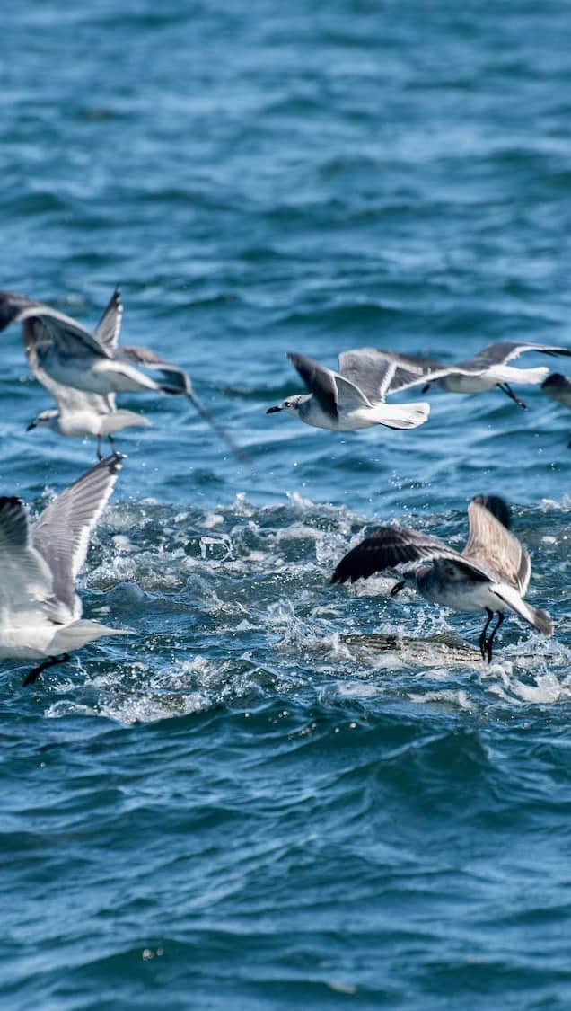 Costa Sunglassesのインスタグラム：「Fighting for a future of bountiful blitzes.   Striped bass are the foundation of inshore angling culture from Maine to Maryland. While many anglers enjoyed epic days on the water last season, that foundation may be at risk, as the latest data paints a concerning outlook for the coastwide fishery.   The @saltwaterguidesassociation is calling on the outdoor industry and striped bass lovers from around the country to make their voices heard to protect this historic fishery.   Head to the link in bio to learn why the fishery is no longer on track to rebuild and sign their call to initiate management action to protect our stripers.   #CostaProtect #StripedBass #BetterBusinessThroughConservation #ASGA  🎥: Hardlined | @flyfishingfilmtour」