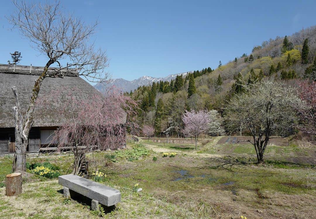 行方 久子 Hisako Namekataさんのインスタグラム写真 - (行方 久子 Hisako NamekataInstagram)「. 雪が残る美しい山々が眩しすぎる小谷村は、 豊かな水、青い空、山桜......ここ、桃源郷なのかな。  自然の偉大さを目一杯感じています。」4月20日 9時16分 - hisakonamekata