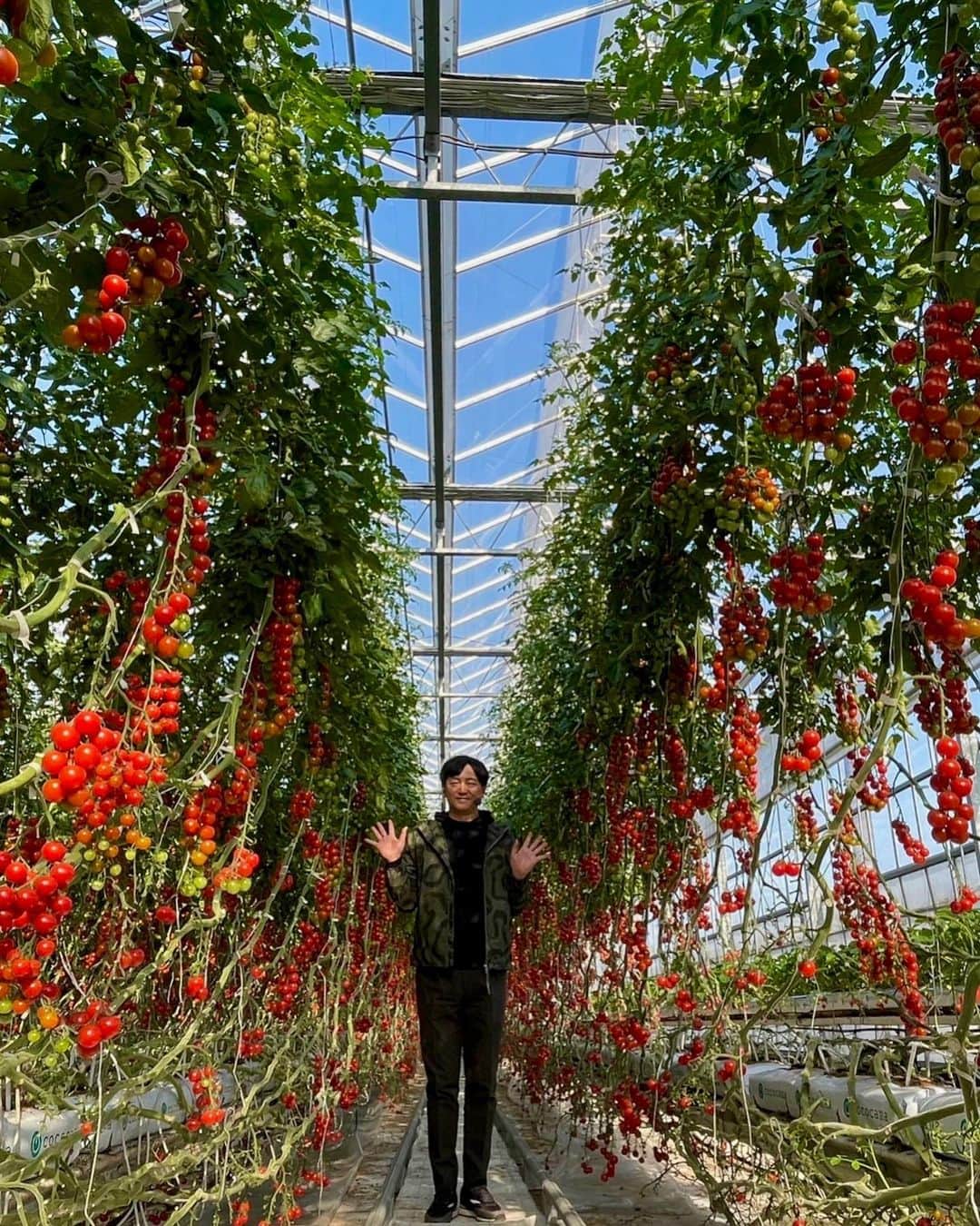 依田司さんのインスタグラム写真 - (依田司Instagram)「4月20日（木） 神奈川県藤沢市にある『井出トマト農園』から。 トマトといえば夏野菜のイメージが強いですが、一番美味しいのは春。 本来トマトは高温多湿に弱く、冷涼で強い日差しを好むため、この時期、日光をたくさん浴び、比較的乾燥した気候の中で 糖度をあげ、栄養価も高くなります。 コチラの農園では１６品種のトマトを栽培しており、トマト狩りを楽しむことができます。おすすめは、オリジナル品種のハニードロップ。トマト狩りに来る皆さんも、あまりの美味しさに手が止まらなくなるそうです。加工品も充実しており、どれも試してみたくなるものばかりです。  #井出トマト農園 #AIGLE #エーグル #依田さん #依田司 #お天気検定 #テレビ朝日 #グッドモーニング #気象予報士 #お天気キャスター #森林インストラクター #グリーンセイバーアドバンス #プロジェクトワイルド #IPCC伝導者 #japan #japantrip #japantravel #unknownjapan #japanAdvenそture #japanlife #lifeinjapan #instagramjapan #instajapan #療癒 #ilovejapan #weather #weathercaster #weatherforecast」4月20日 9時16分 - tsukasa_yoda