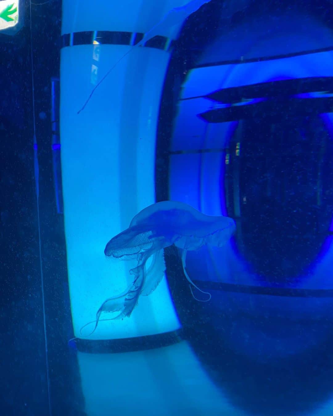 檜山沙耶さんのインスタグラム写真 - (檜山沙耶Instagram)「DMMかりゆし水族館へ。 海の生き物にたくさん癒されました🐠海月好き。 #沖縄 #dmmかりゆし水族館」4月20日 9時45分 - sayahiyama