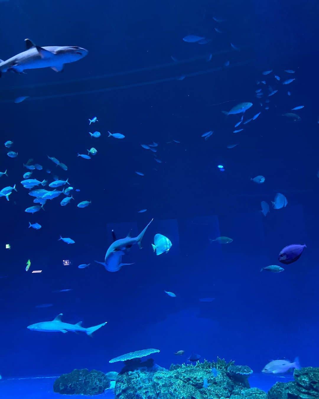 檜山沙耶さんのインスタグラム写真 - (檜山沙耶Instagram)「DMMかりゆし水族館へ。 海の生き物にたくさん癒されました🐠海月好き。 #沖縄 #dmmかりゆし水族館」4月20日 9時45分 - sayahiyama