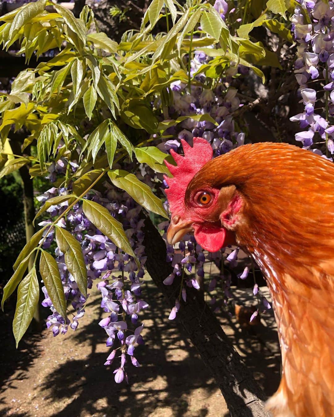 セイン・カミュのインスタグラム：「My wisteria chicken 🐔  This is Lenny, she’s lovely ☺️  #thanecamus #chicken #wisteria #wisteriachicken #happyhens」