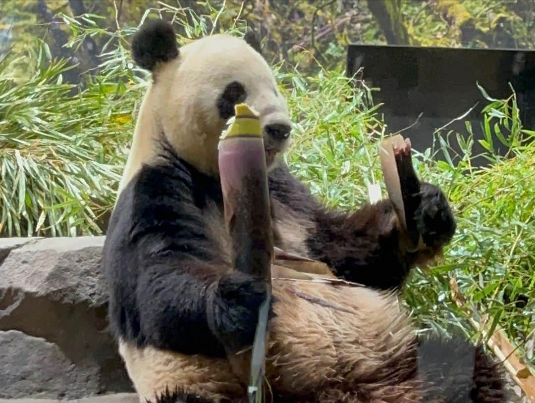 藤田菜七子さんのインスタグラム写真 - (藤田菜七子Instagram)「涼花ちゃんと動物園デート行ってきました🤭 涼花ちゃんが可愛すぎて、一緒にいるだけでめっちゃ癒されました🥰 動物達ももちろん可愛かったです🐼笑 また遊び行きましょうね〜！！！  #森田涼花ちゃん #藤田菜七子」4月20日 10時14分 - nanako.fujita_official