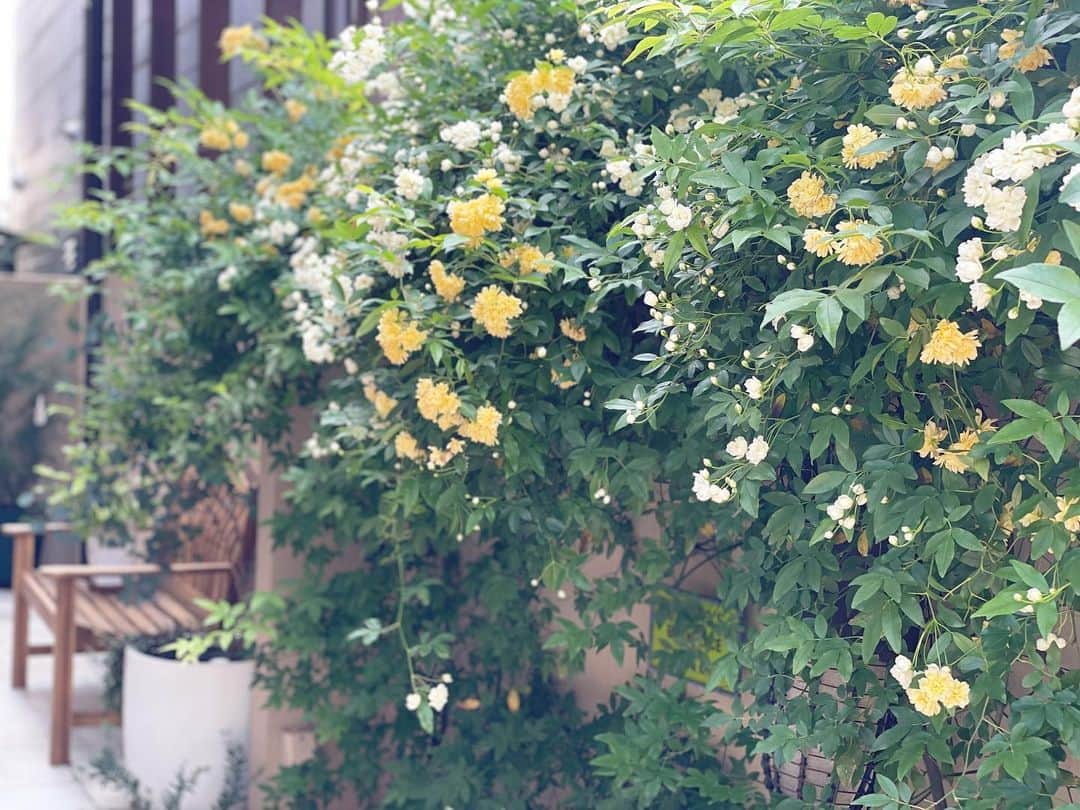 河島あみるさんのインスタグラム写真 - (河島あみるInstagram)「モッコウバラ満開🙌 日当たりが悪いので心配してましたが、年々花が増えてます🌼 にしても。。。 黄色と白のミックスやったっけ🤔  ⭐️Podcast・stand.fm配信中⭐️ 『米澤泉・河島あみるFASHION AND THE CITY』で検索 ストーリーズハイライトからも飛べます🐰   #モッコウバラ#玄関前ガーデン」4月20日 10時25分 - amiru_kawashima