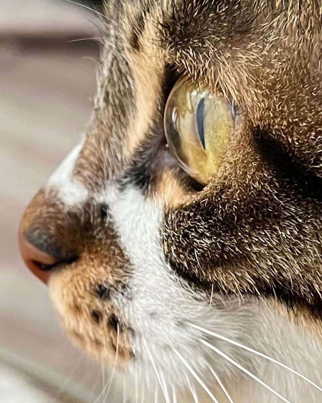 古川琴音さんのインスタグラム写真 - (古川琴音Instagram)「きれいなふたり ・ 猫は人間を大きな猫と思っているらしいから、私は猫を小さな人間と思うことにしよう」4月20日 10時35分 - harp_tone