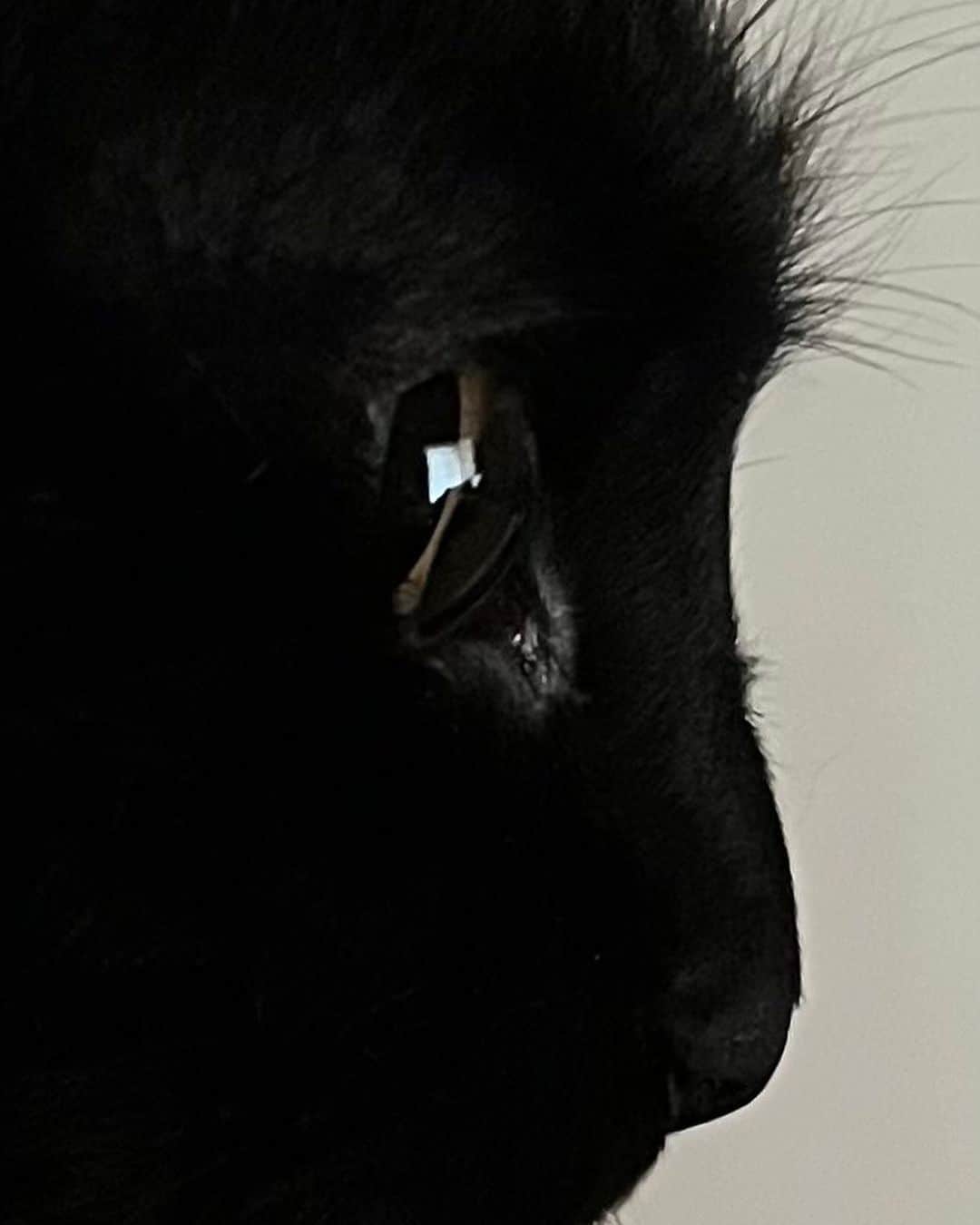 古川琴音のインスタグラム：「きれいなふたり ・ 猫は人間を大きな猫と思っているらしいから、私は猫を小さな人間と思うことにしよう」